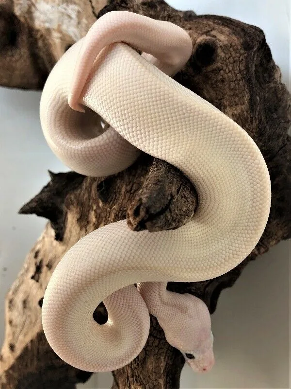 Male and female blue eyed leucistic ball pythons