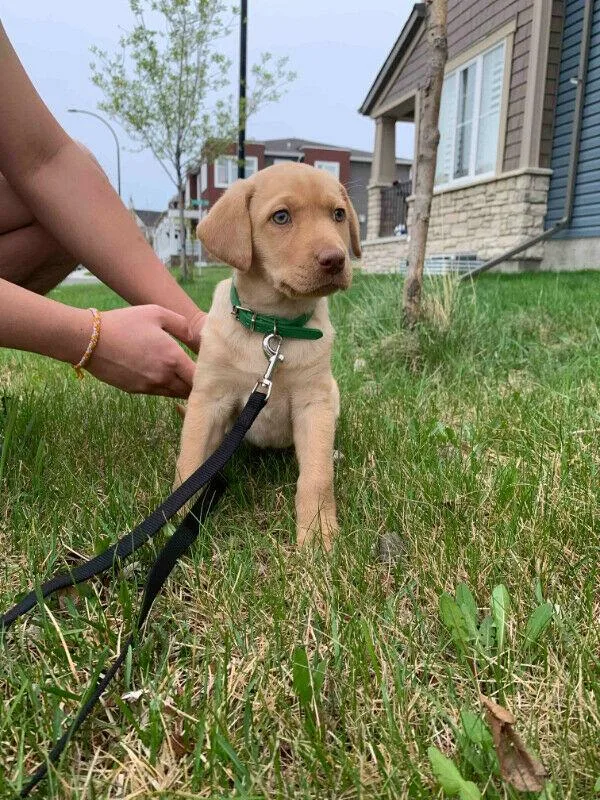 Female lab retriever