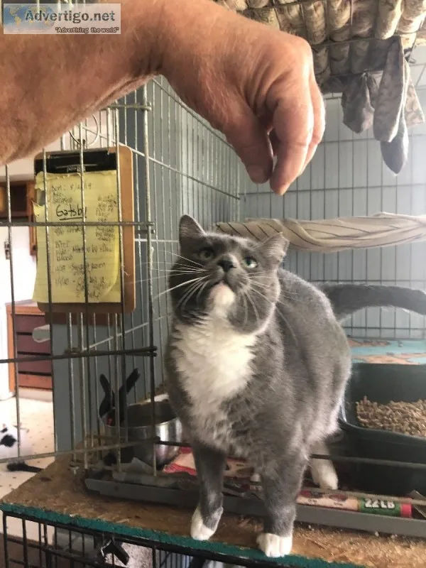 I M ADOPTABLE