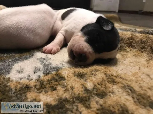 Labrador Mix