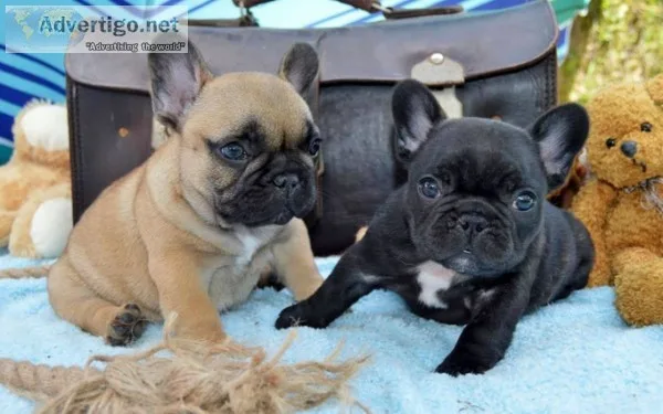 Socialized french bulldog puppies needing new homes now