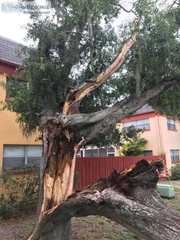 Tree service