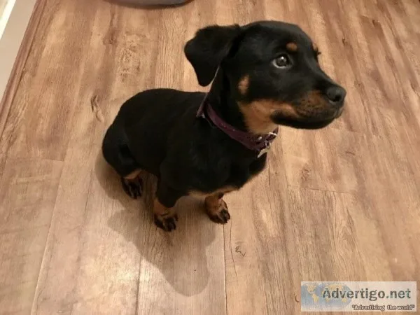 Black and Tan female Rotty