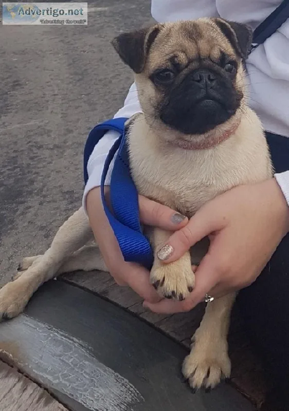 7 months old pug