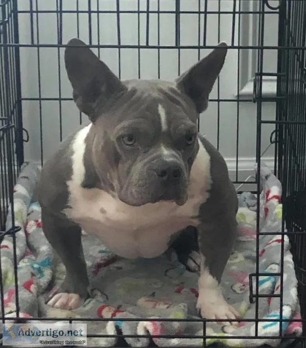 ABR Pocket Bully