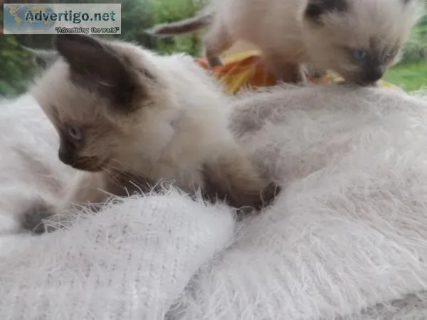 My Seal Point ragdoll kittens