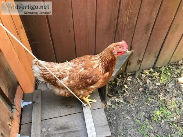 ChickensHensPullet s