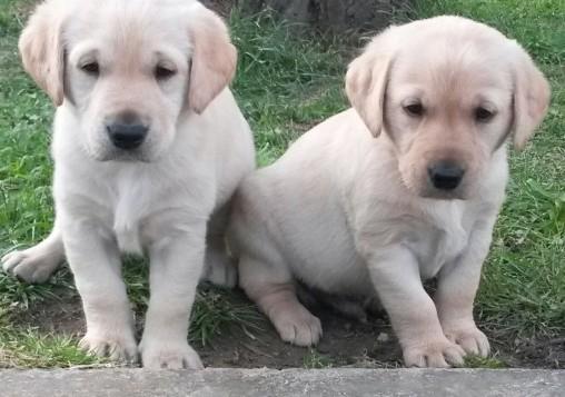 Stunning Chunky Golden