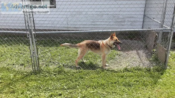 17 month old German Shepard