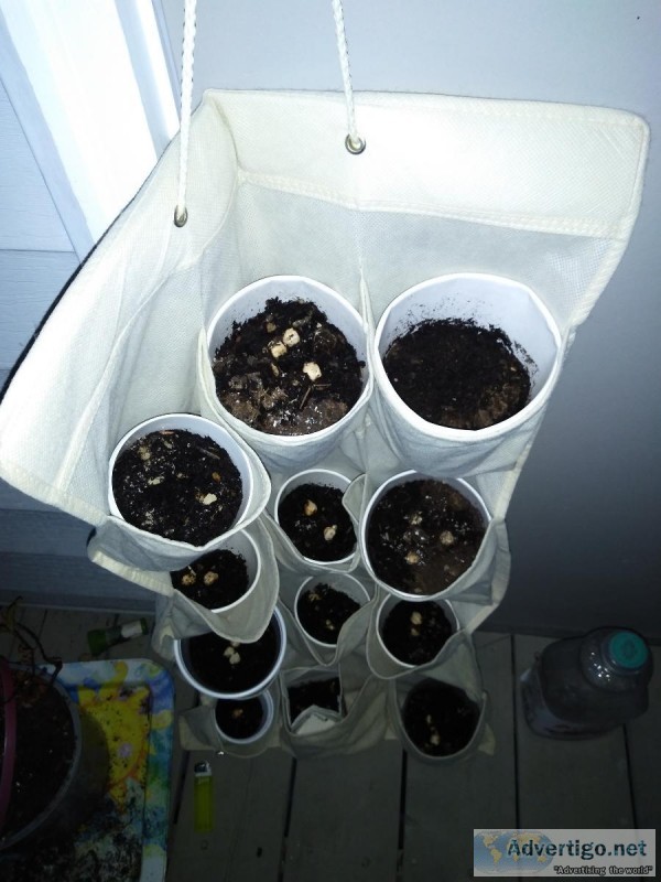 Chick pea plants for sale