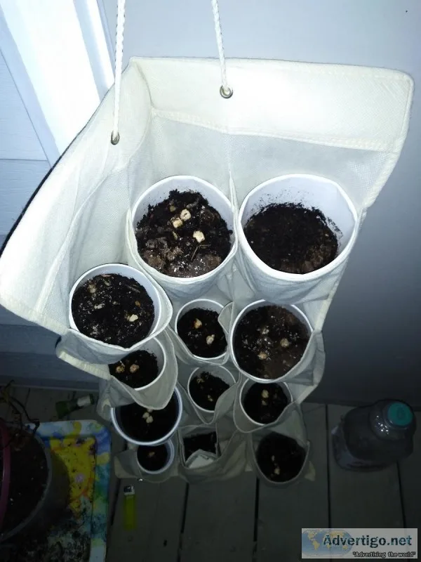 Chick pea plants for sale
