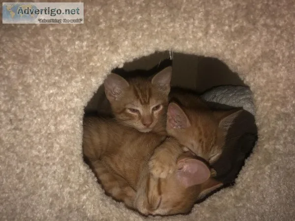 Kittens
