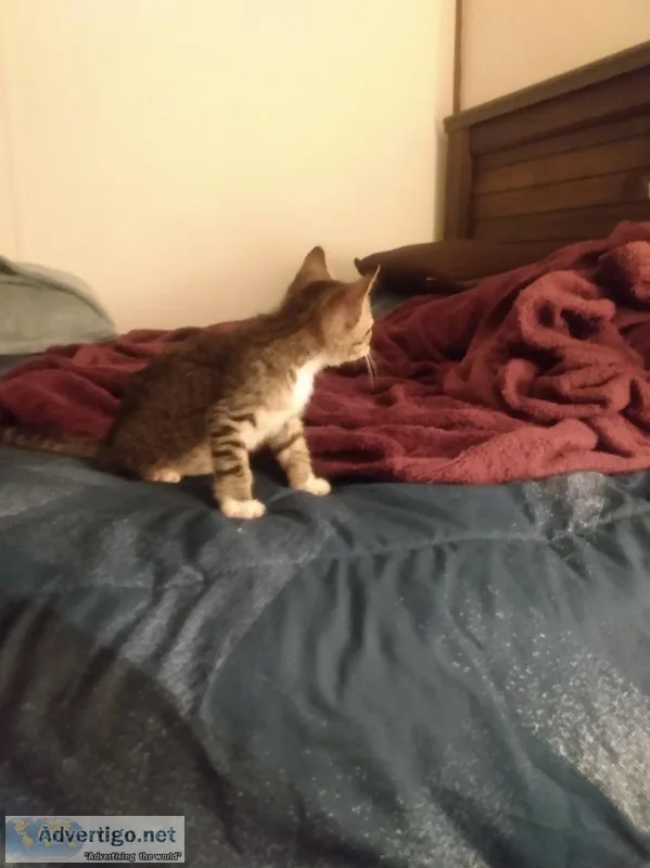 Free kitten