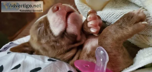 BoxerPit puppies