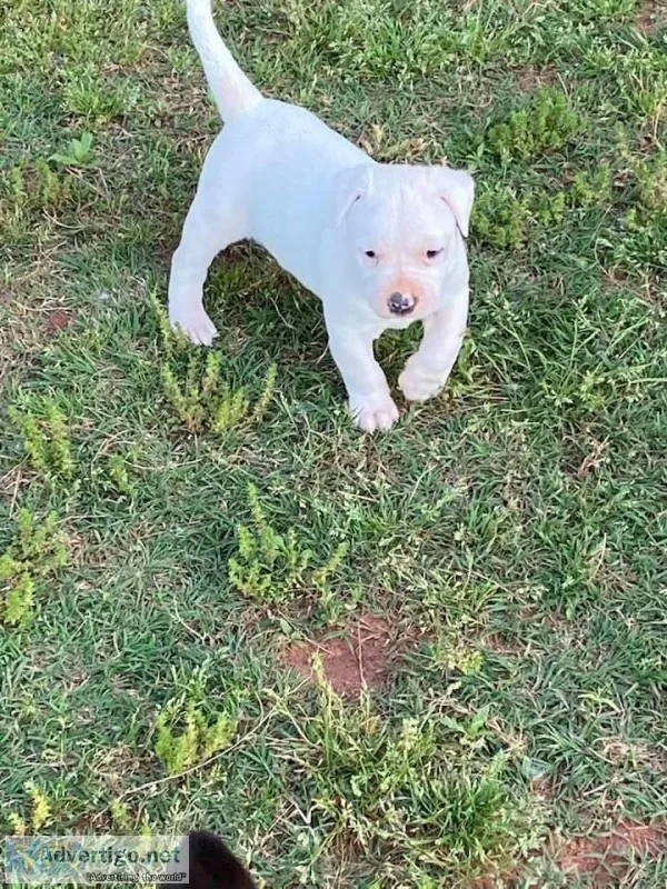 American Pit Bull