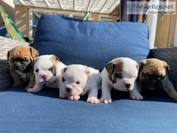 Beautiful English BulldogFrenchie Puppies For Sale