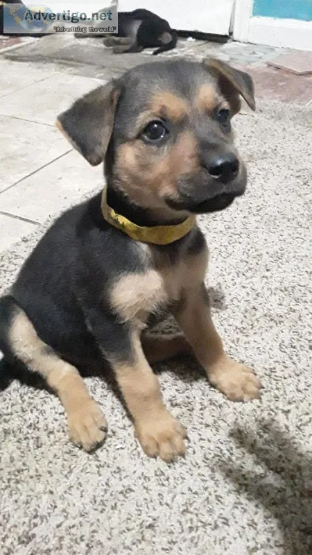 3 Female RotwillerPincher and German Shepherd mix puppies for sa