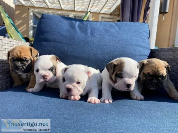 4 Beautiful English BulldogFrenchie Puppies For Sale
