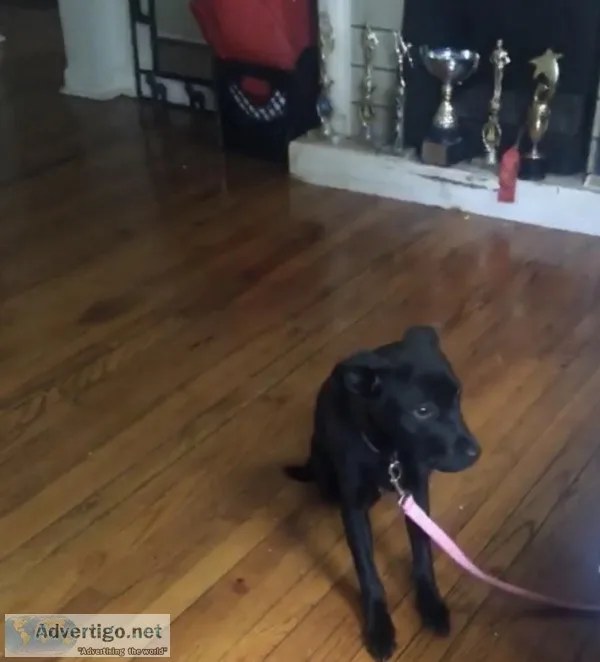 Loving German Shepard Puppy
