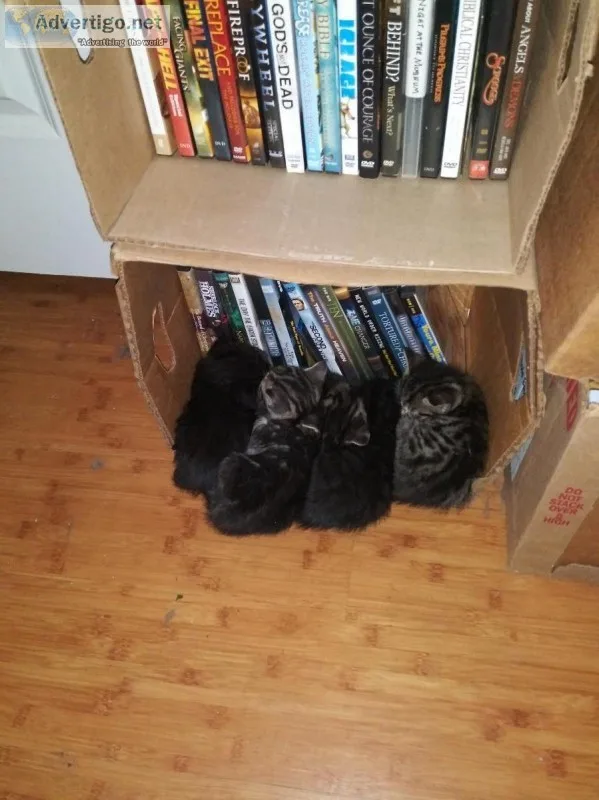Kittens