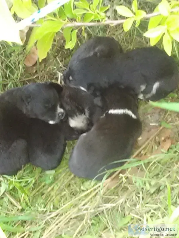 free sheperd puppies