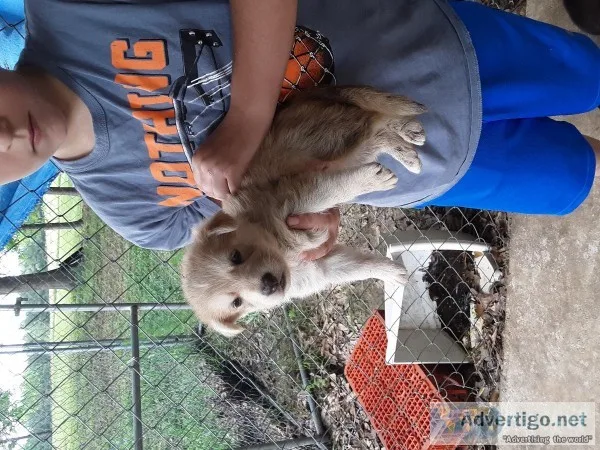 German shepard males for sale