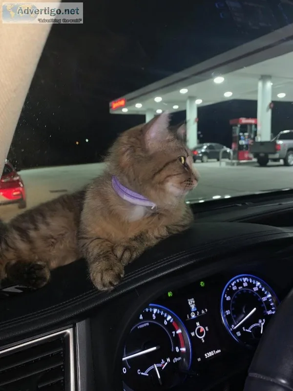 Found kitty Salem Lake Park area