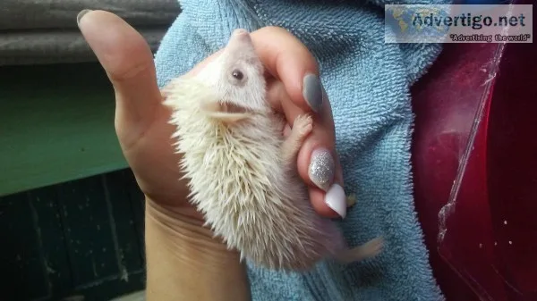 Hedgehog baby
