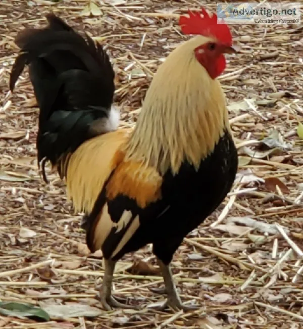 Dutch Bantams