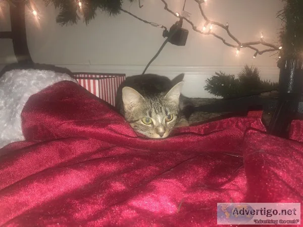 Kitten