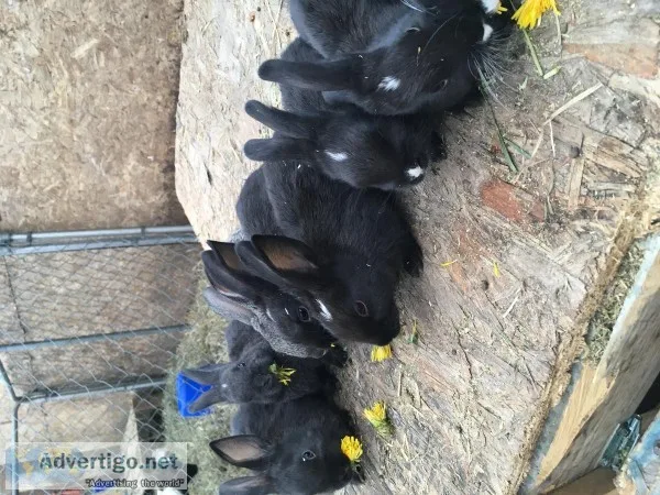 Rabbits
