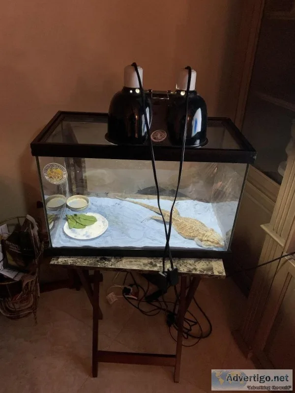 Bearded Dragon and Cage