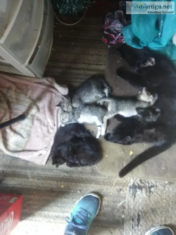 free kittens two black pursanone off white