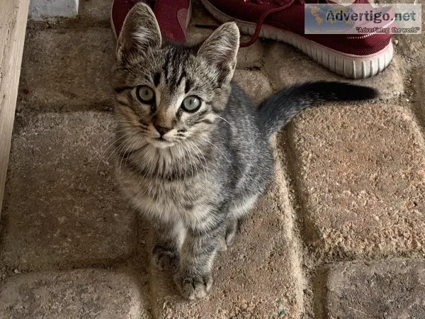 FREE KITTENS