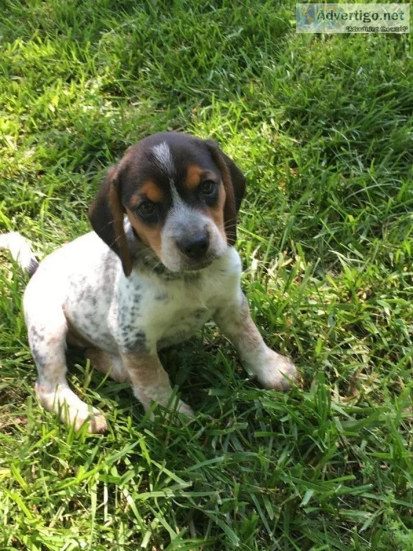 Beagle puppies