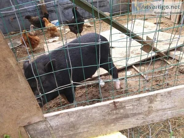 Pony and potbellie pig