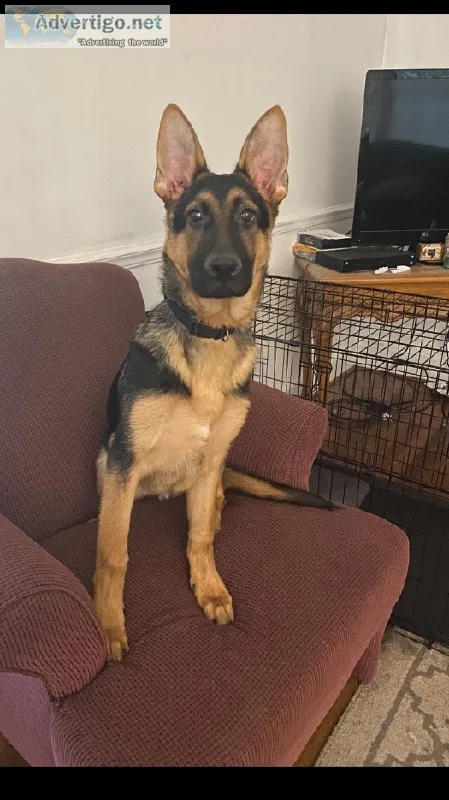 Male German Shepherd - 5 months old