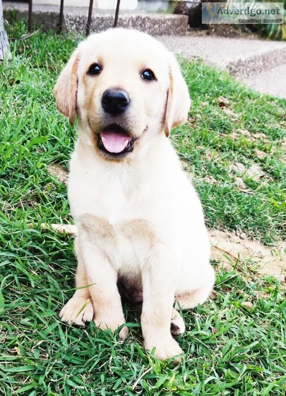 YELLOW LAB PUPPIES