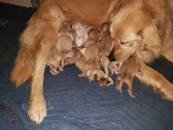 Golden Retriever Puppies