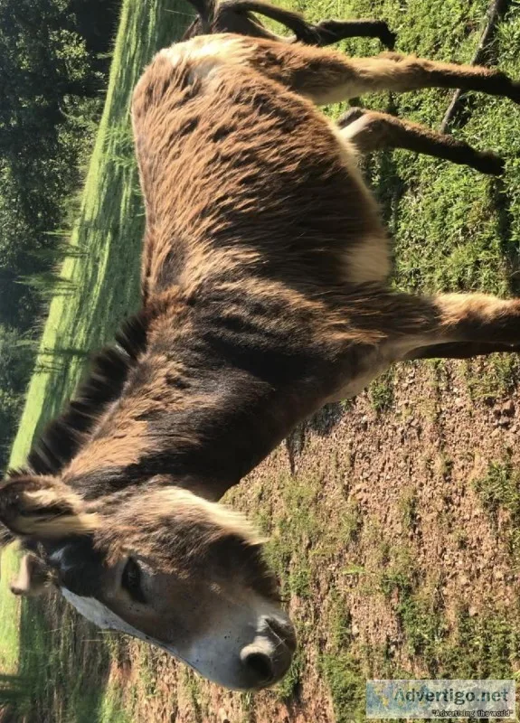 Male mule