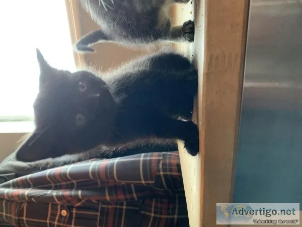 Kittens for sale