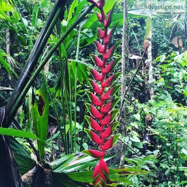 Plant Medicine Retreat Peru  Lupuna Ayahuasca Centre