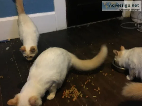 Kittens for sale