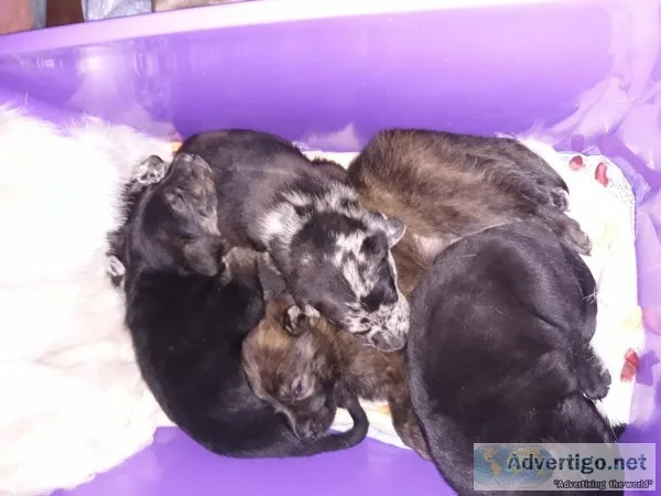 Catahoula leopard spotted dogs