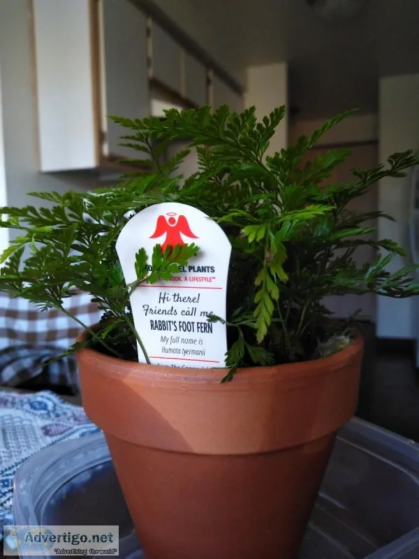 Exotic Plants For Sale