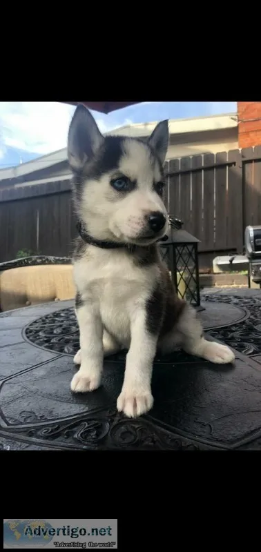 husky pups 