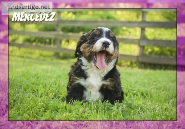 Mercedez Female Mini Bernedoodle
