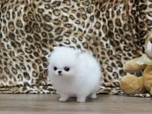 Cute AKC Registered Teacup Pomeranian Puppies Available