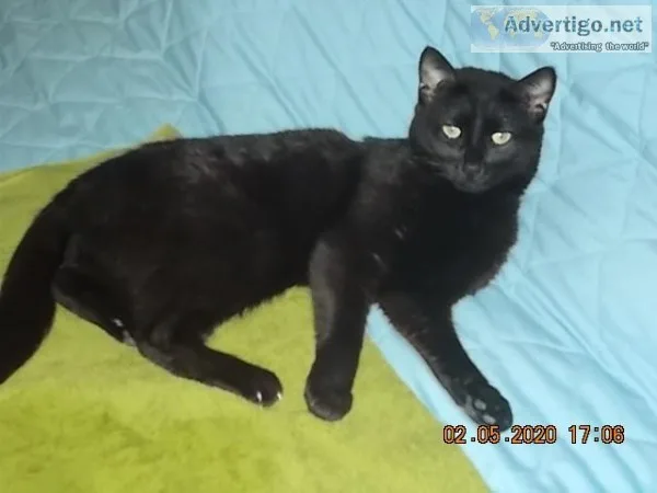 Sweet Black Cat Needs a New Home