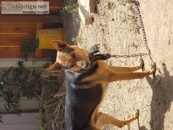 German Sheperd ( No papers )